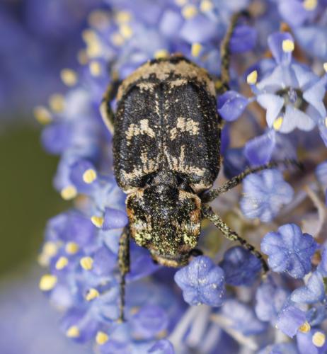 Valgus hemipterus